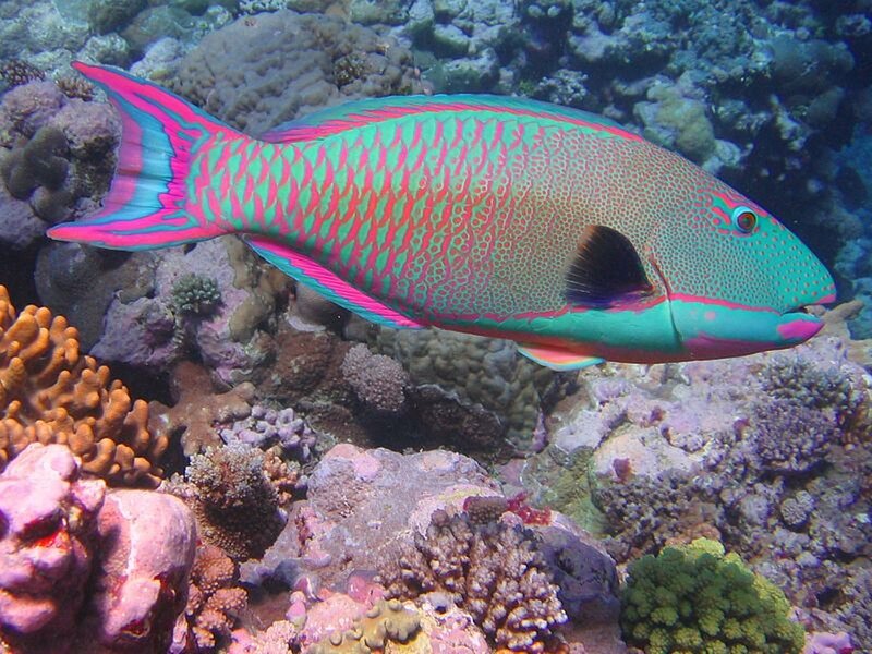 Parrotfish in Coral Reef — Green, Vibrant