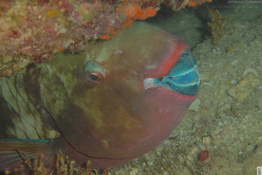 parrotfish in coral reef