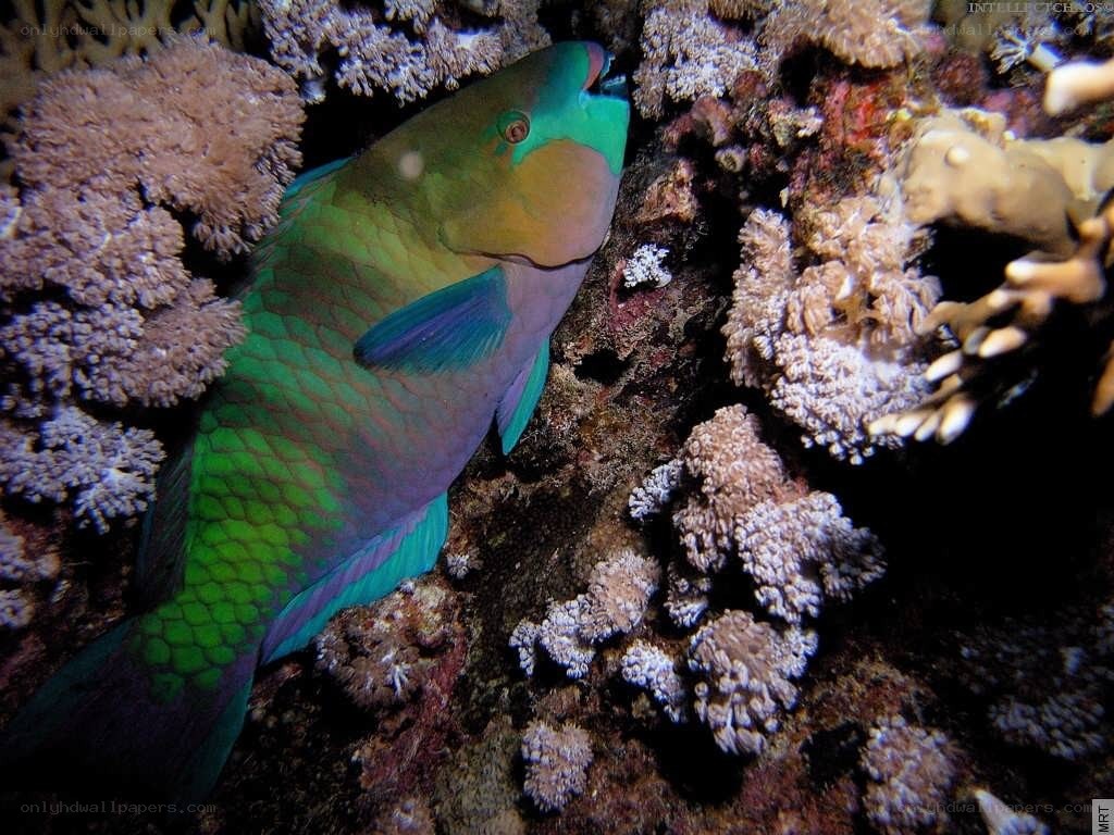 parrotfish on coral reef