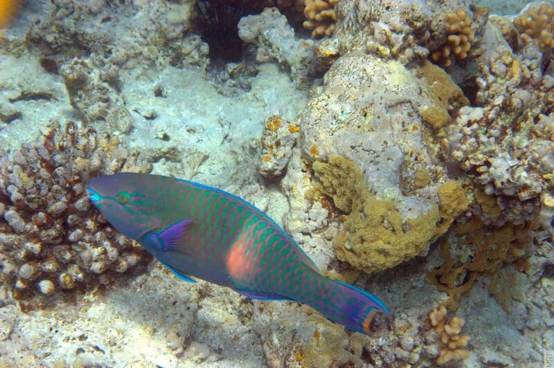 parrotfish on coral reef