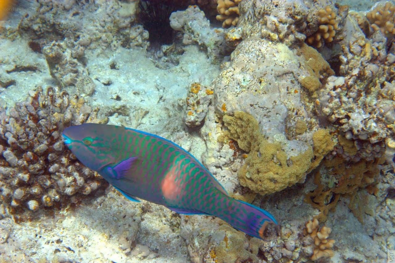 parrotfish on coral reef
