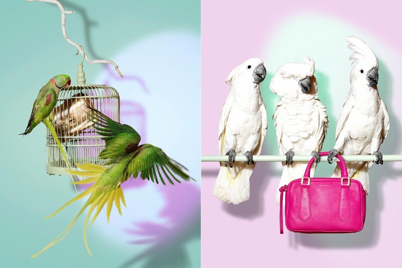Parrots and a Handbag