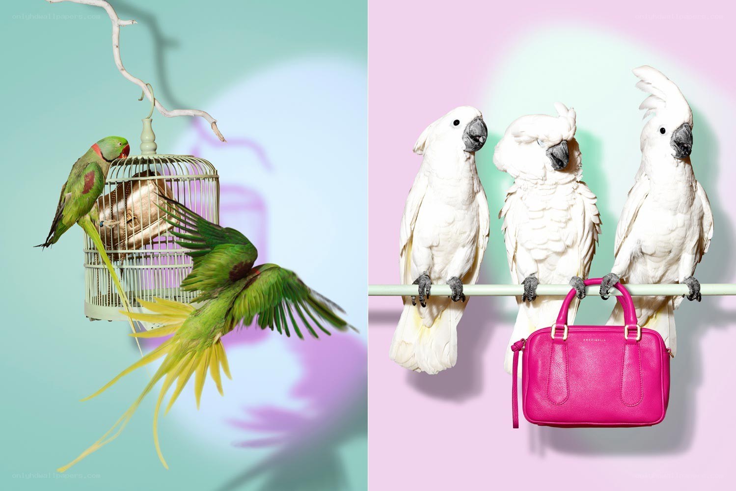 Parrots and a Handbag