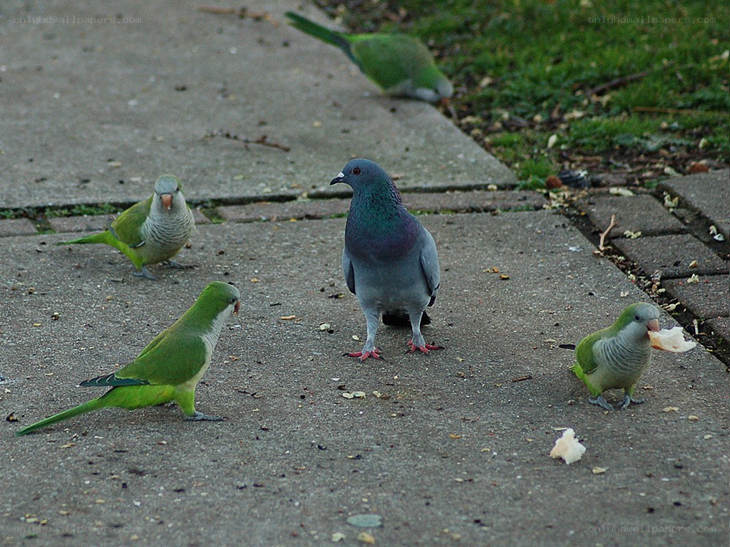 parrots and a pigeon on pavement