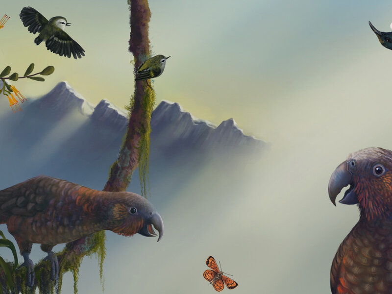 Parrots and Birds