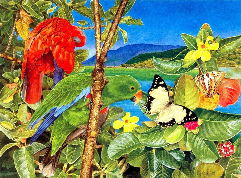 Parrots and Butterflies