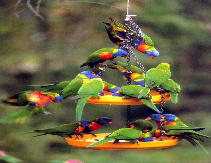 Parrots at a bird feeder