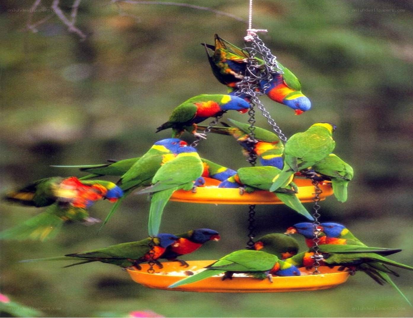 Parrots at a bird feeder