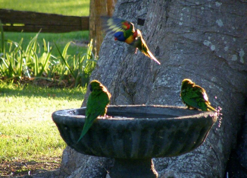 Parrots at Birdbath