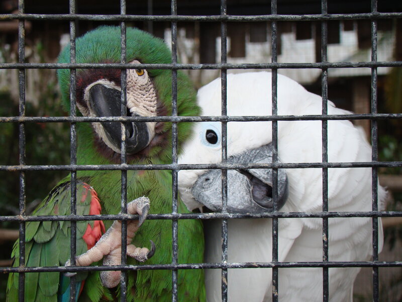 Parrots behind a cage