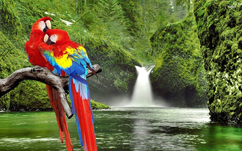 Parrots by a waterfall
