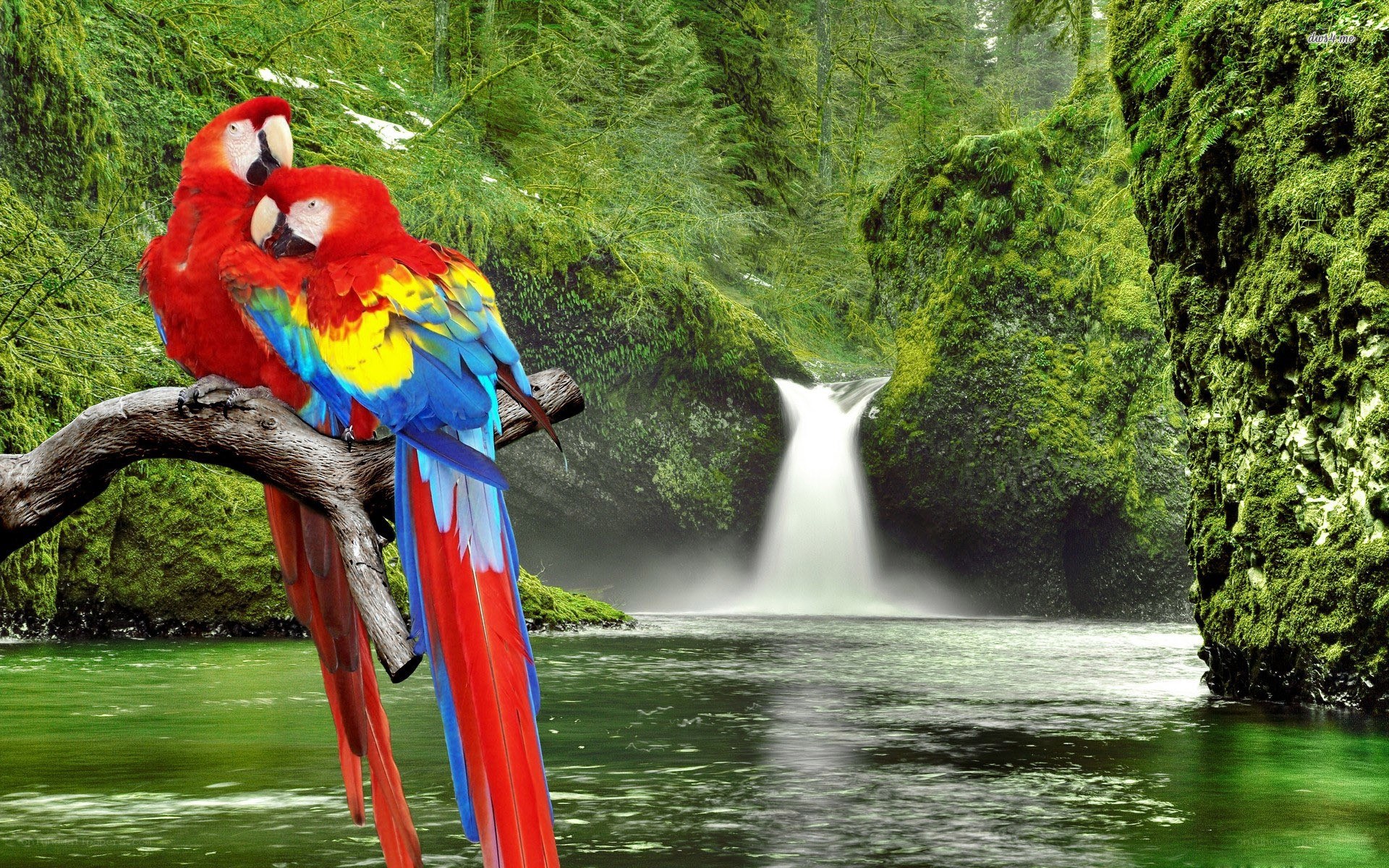 Parrots by a waterfall