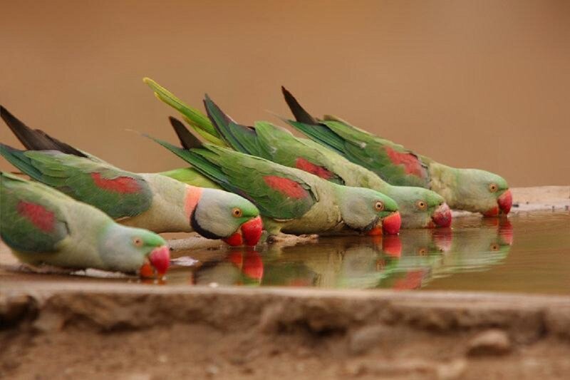 Parrots Drinking Water