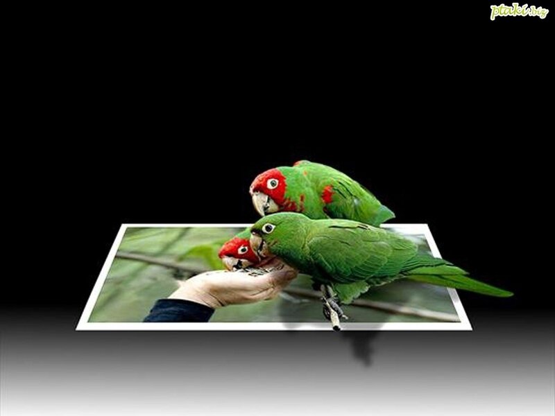 Parrots eating from hand