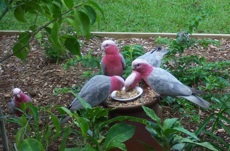 Parrots feeding at a garden feeder