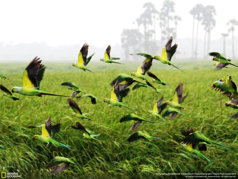 Parrots flying over a field