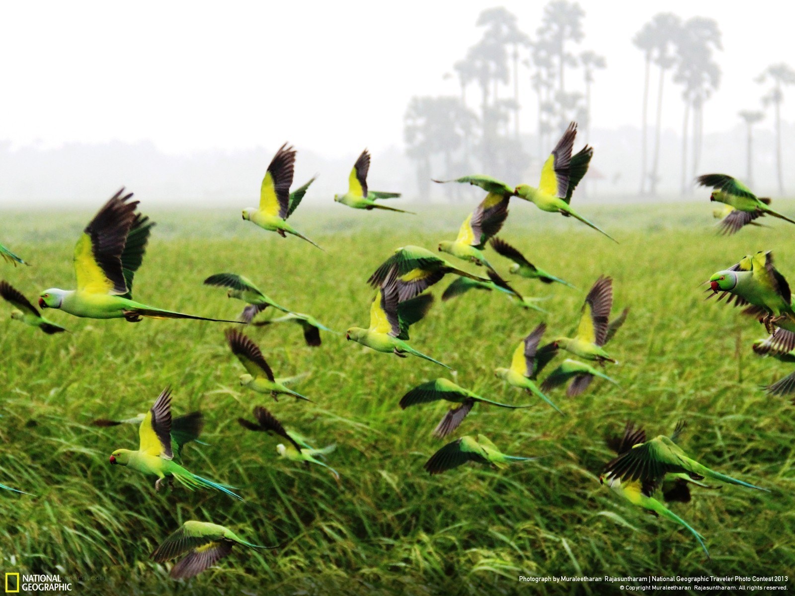 Parrots flying over a field
