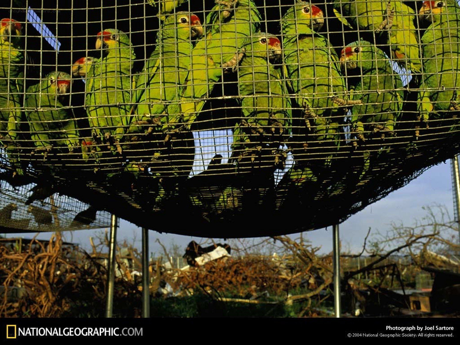Parrots in a Cage After Disaster