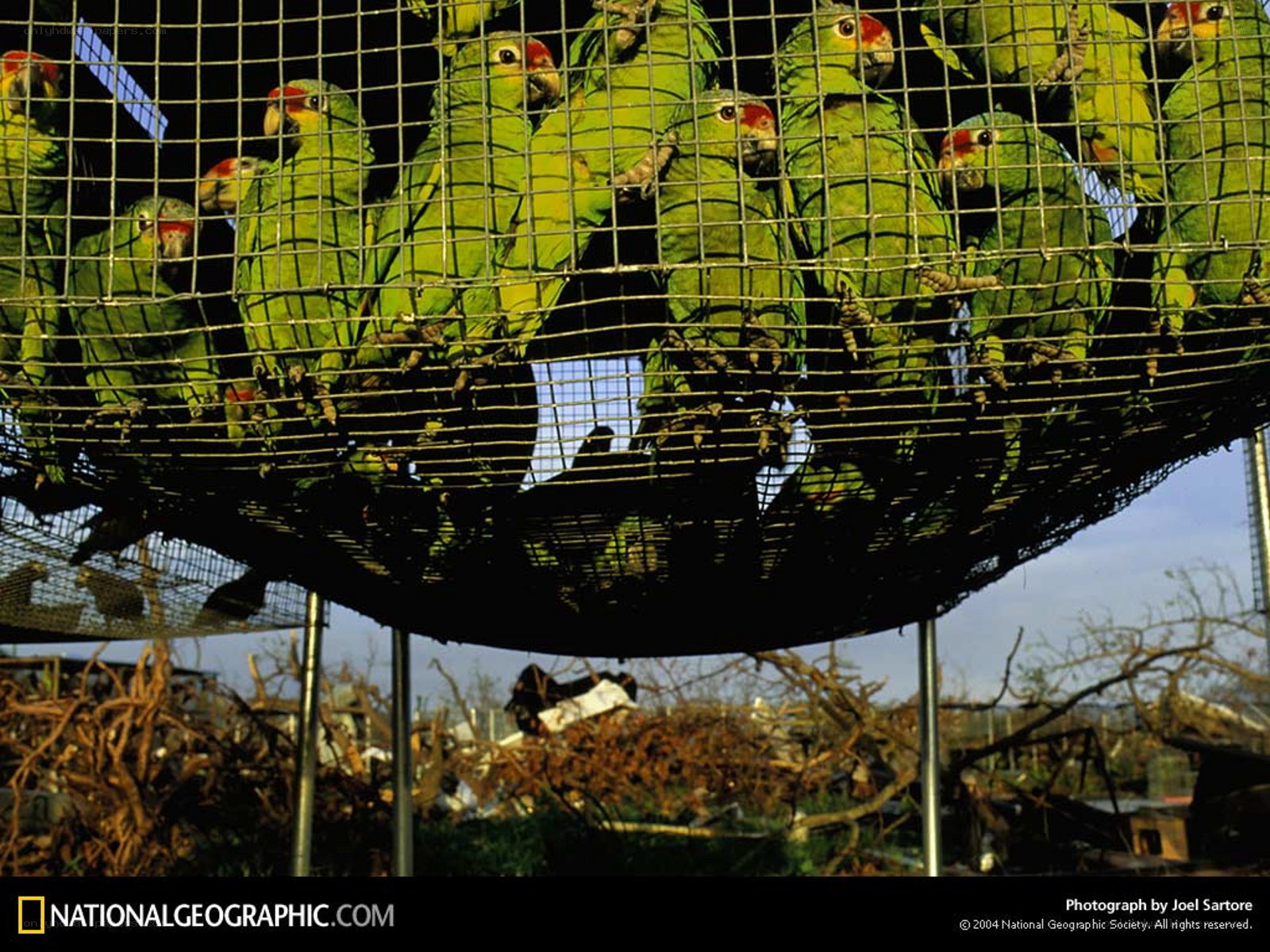 Parrots in a cage after storm