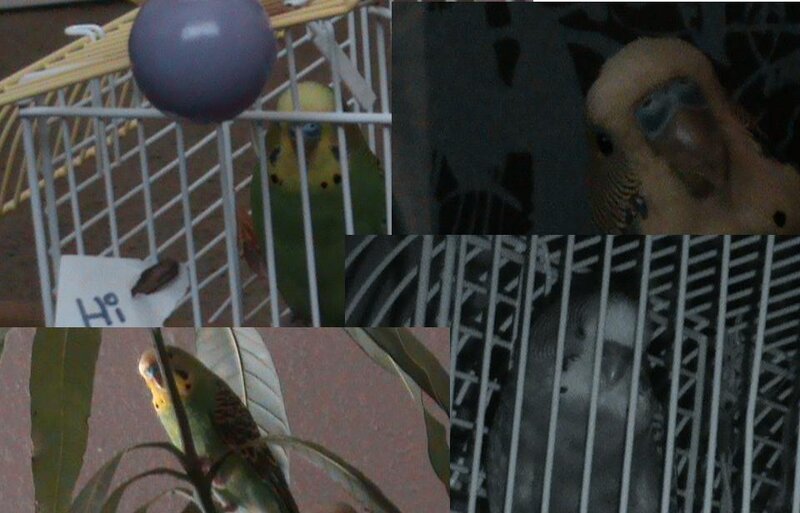 parrots in a cage