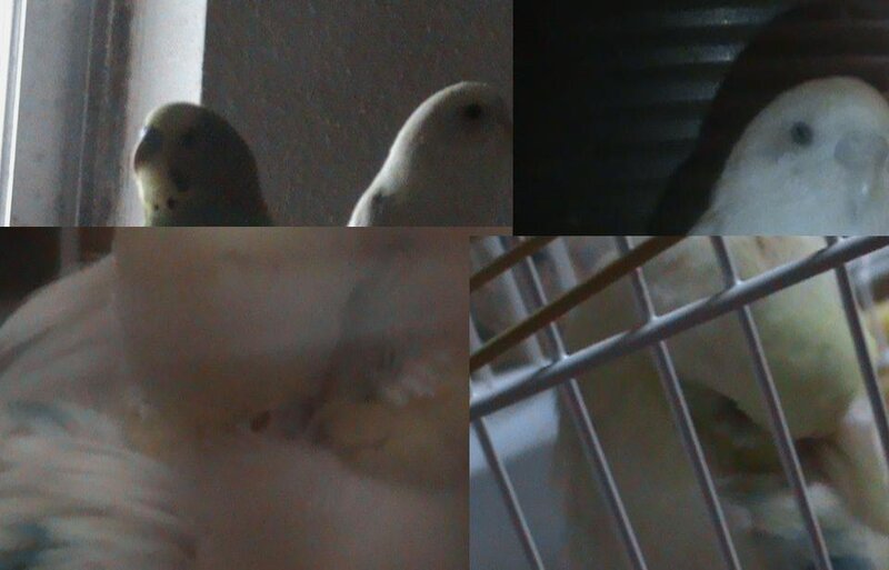 parrots in a collage