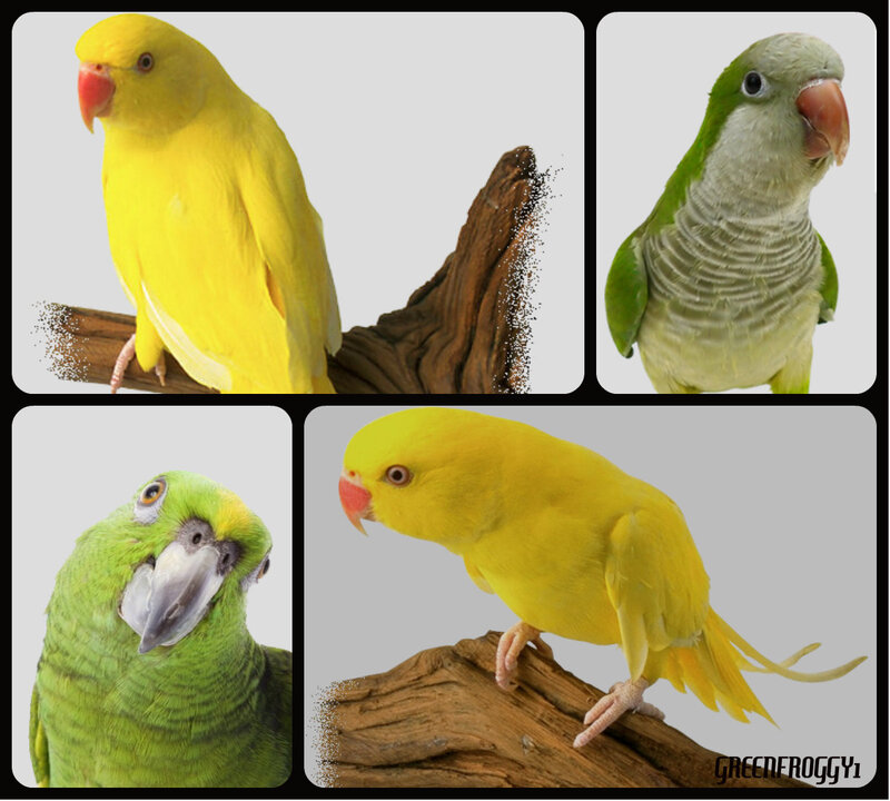 Parrots in Collage