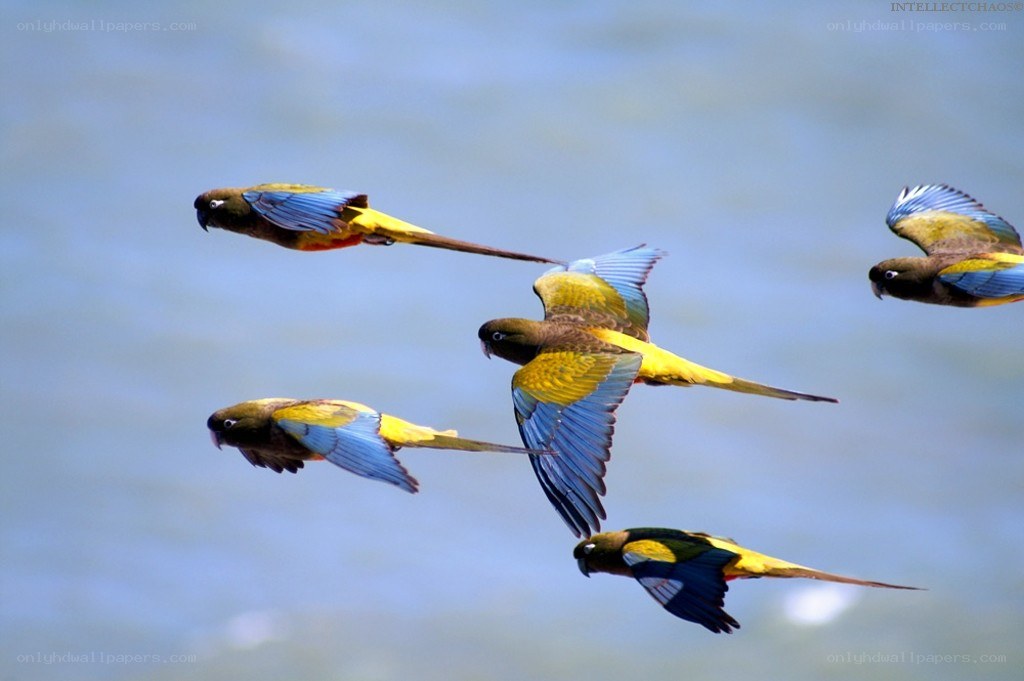 Parrots in flight over water