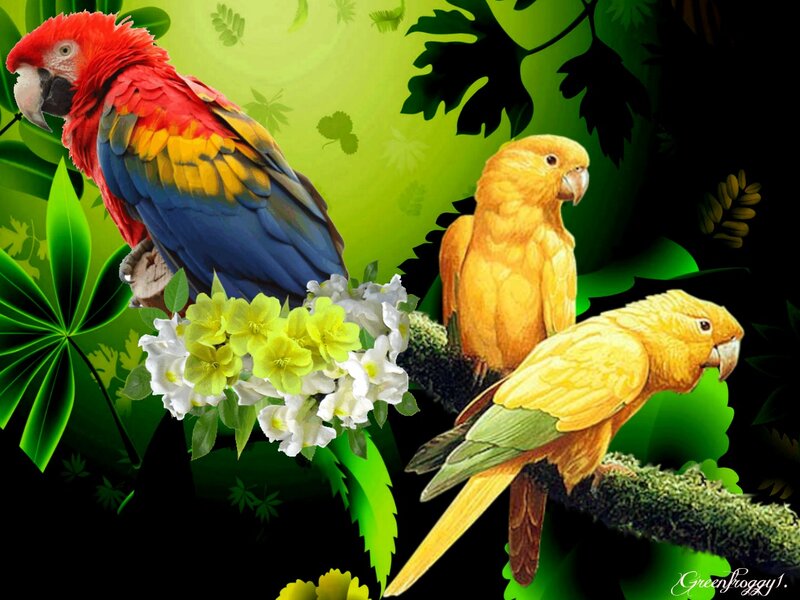 Parrots in Jungle — Green, Tropical