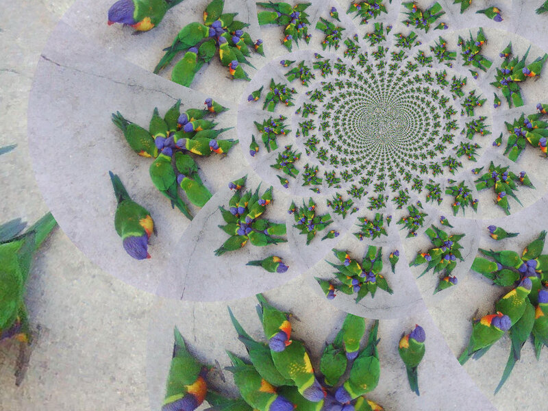 Parrots in Spiral Pattern