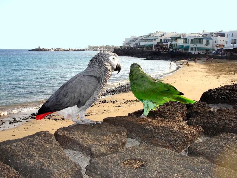 Parrots on a beach