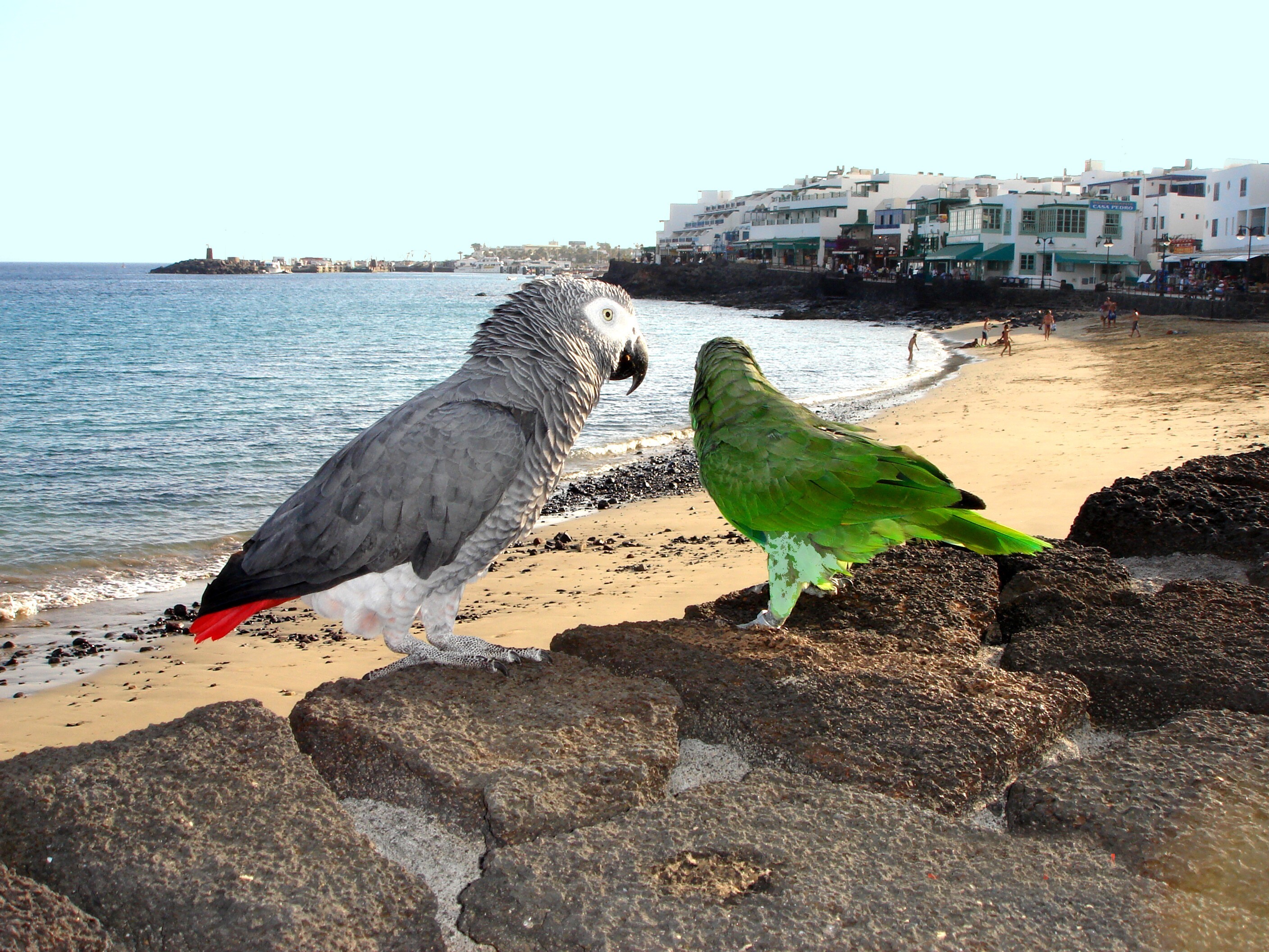 Parrots on a beach
