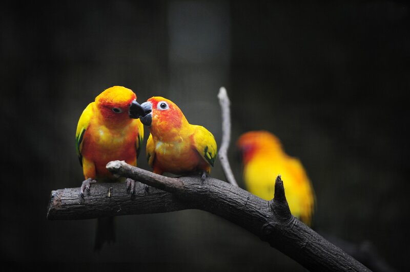 Parrots on a branch