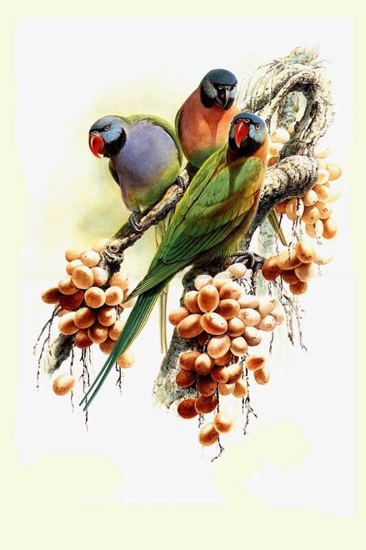 Parrots on a fruiting branch