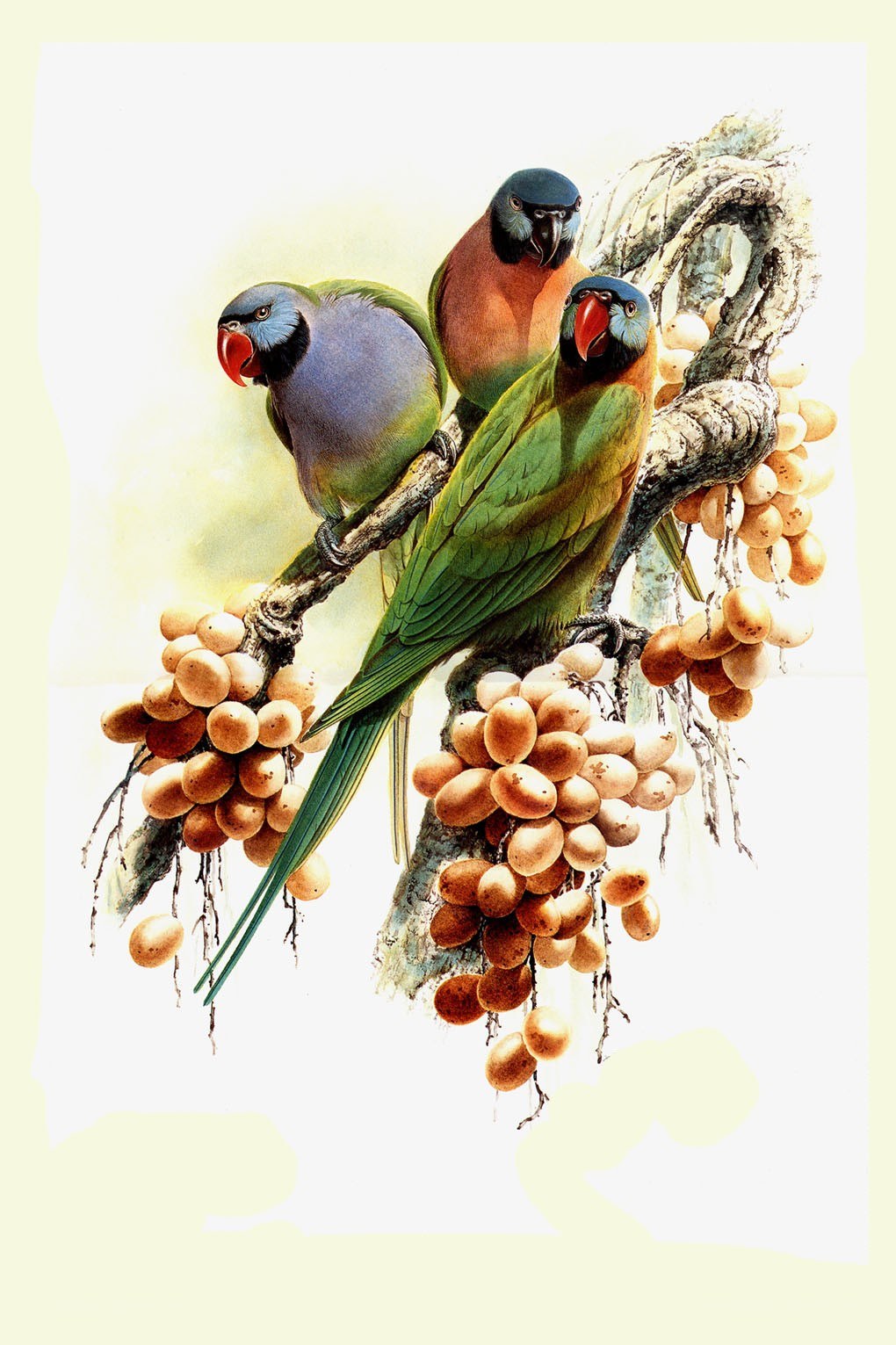 Parrots on a fruiting branch