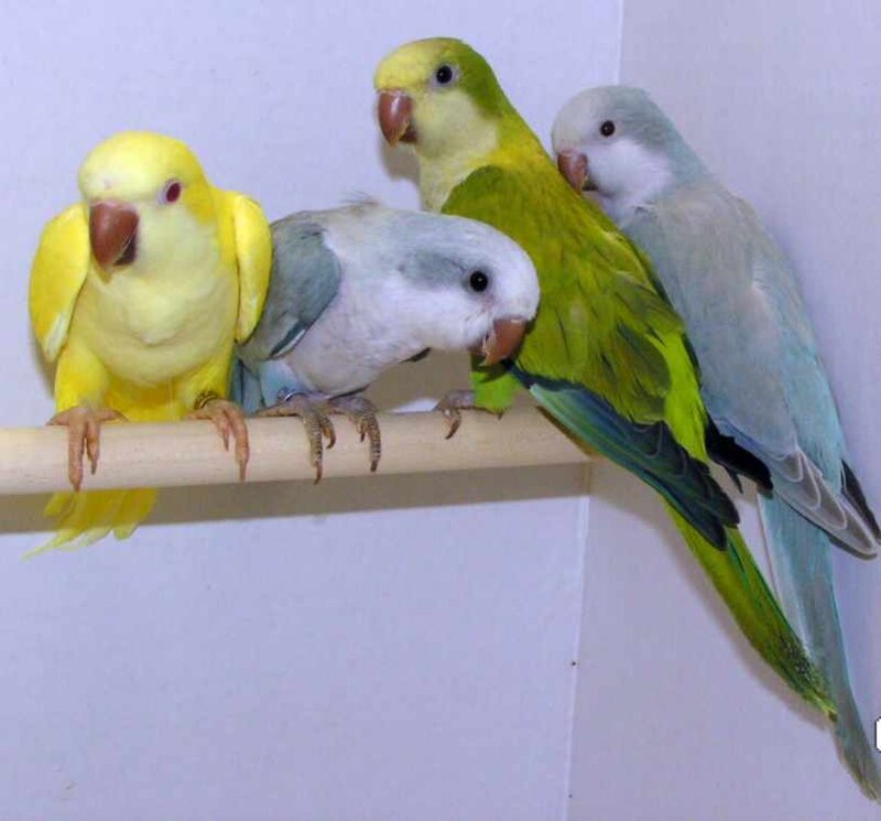 parrots on a perch