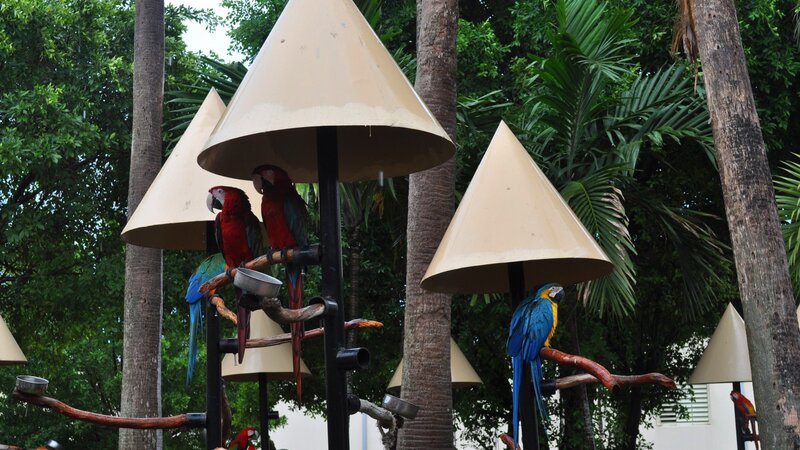 Parrots on a perch