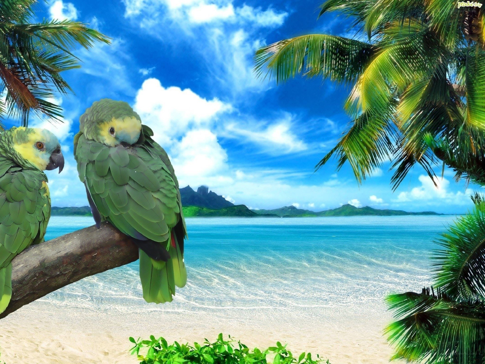Parrots on a tropical beach
