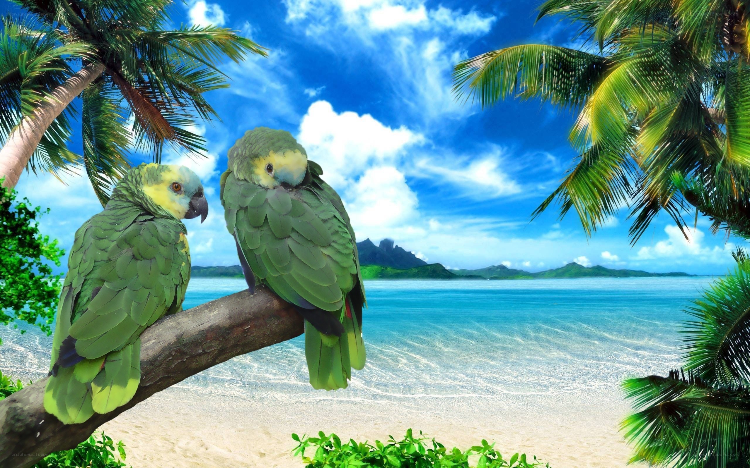 Parrots on a tropical beach