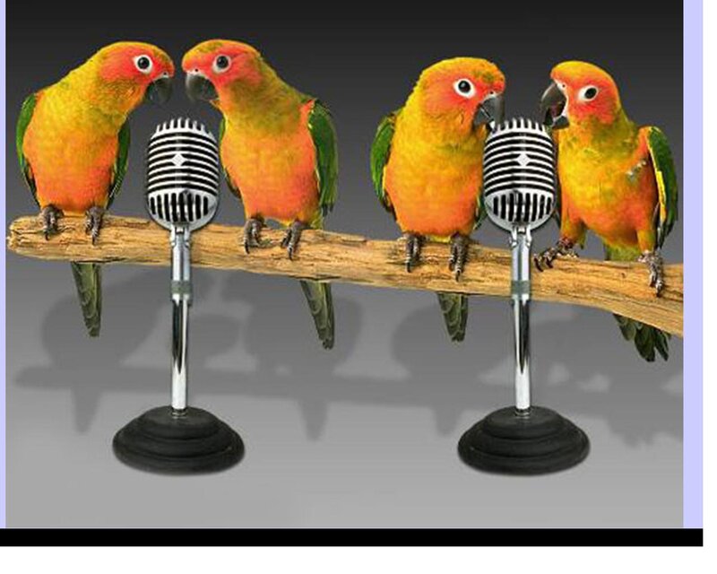 Parrots on Microphone Stand