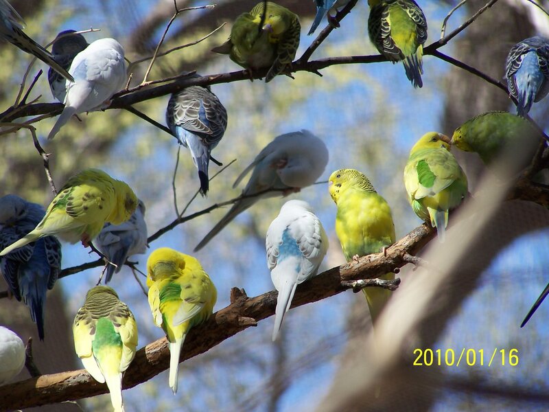 parrots on tree branches