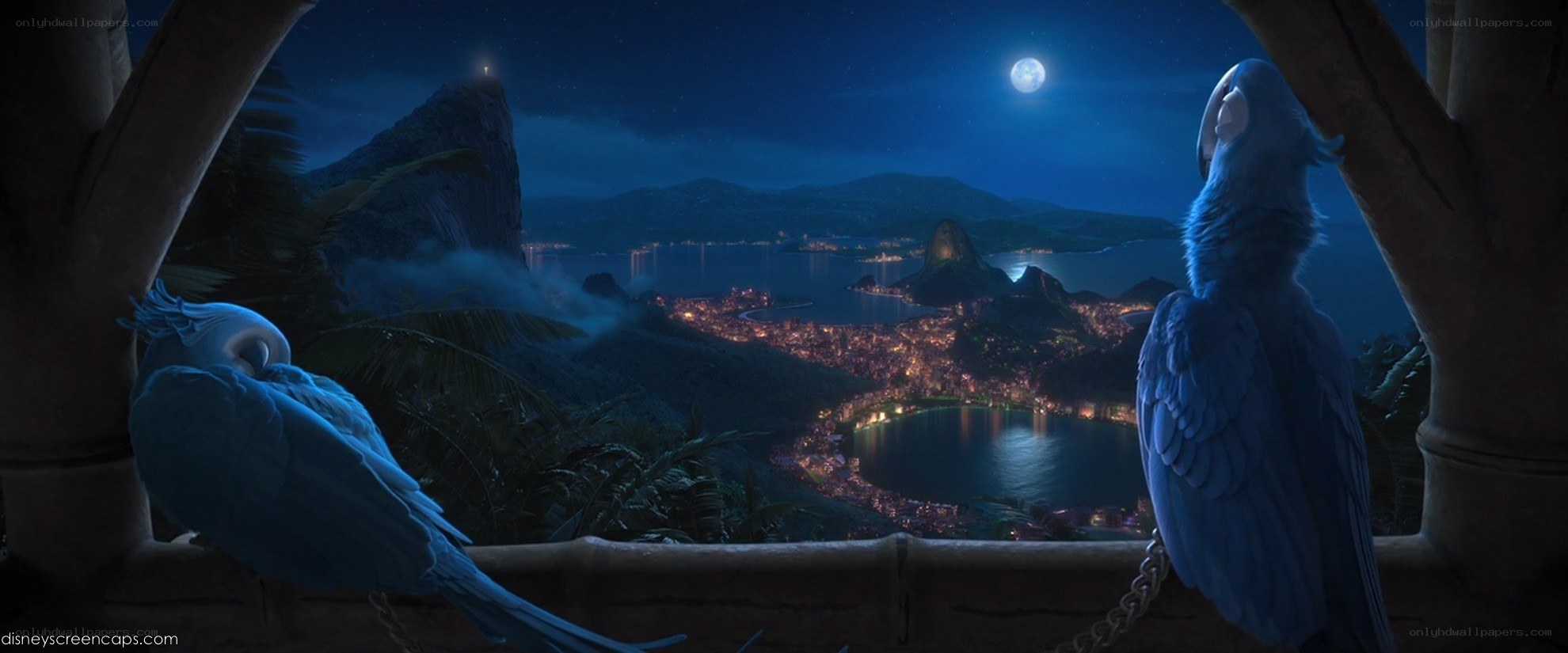 parrots overlooking city at night