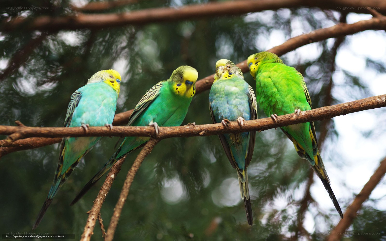 Parrots perched on a branch