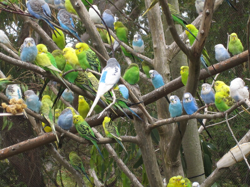 Parrots perched on tree branches