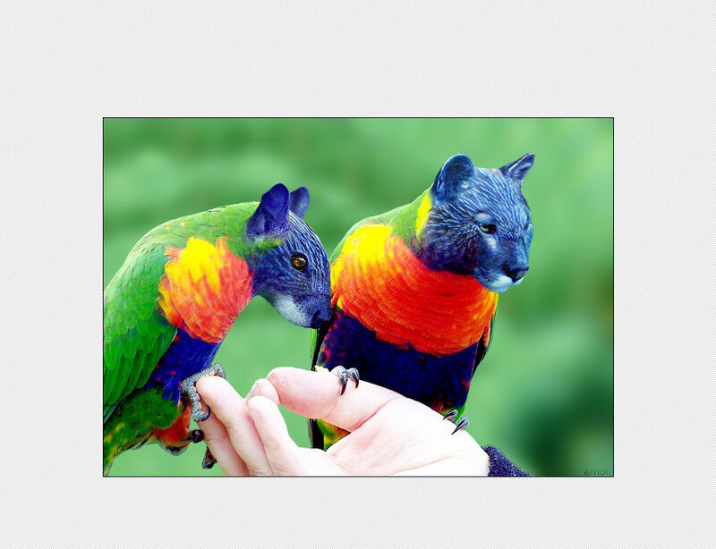 Parrots with cat heads