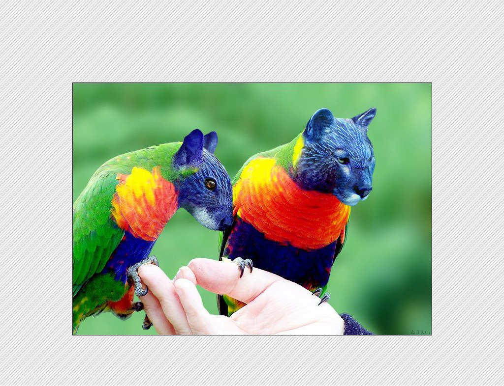 Parrots with cat heads