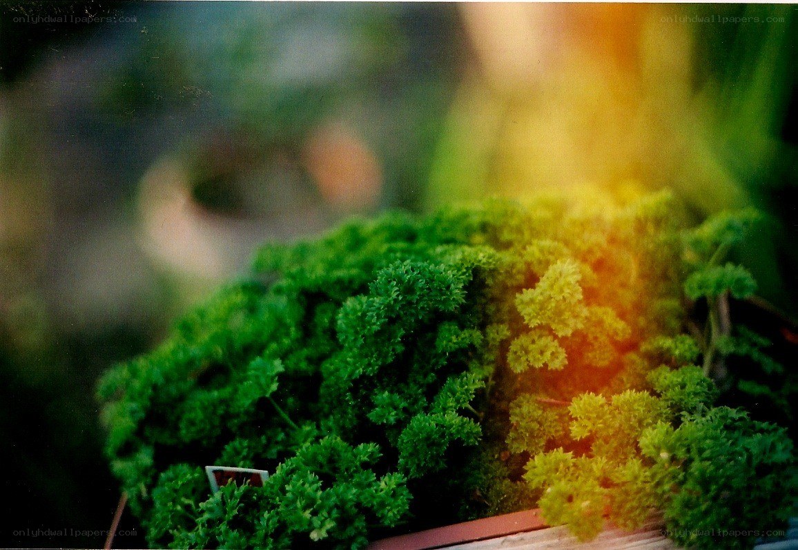 Parsley in sunlight
