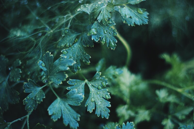 Parsley leaves with water droplets