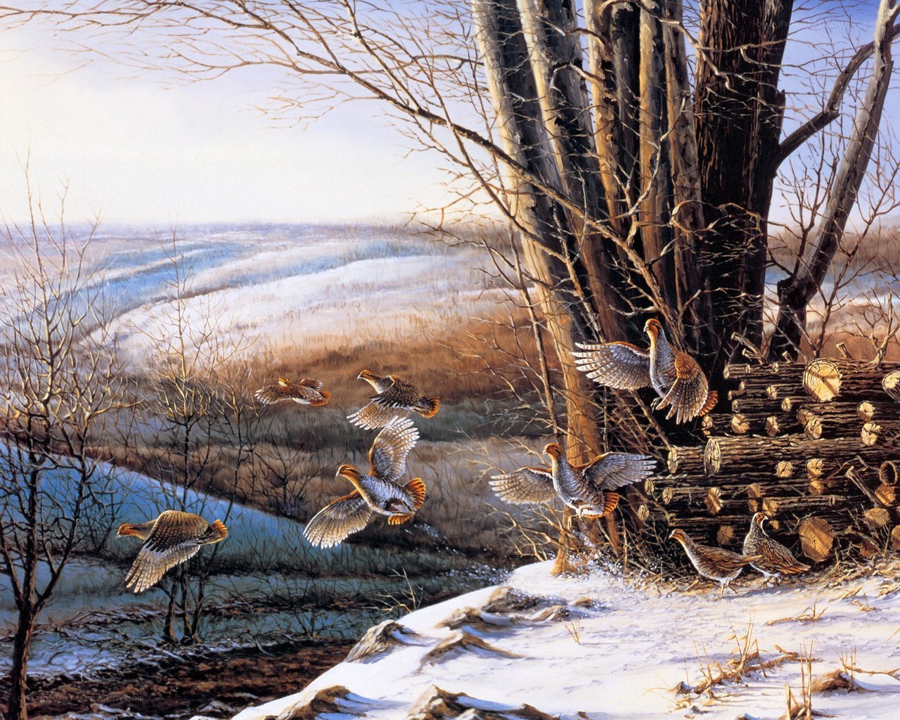 Partridge flock in winter