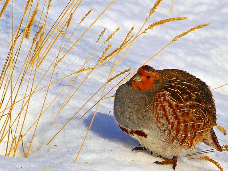 Partridge in Snow