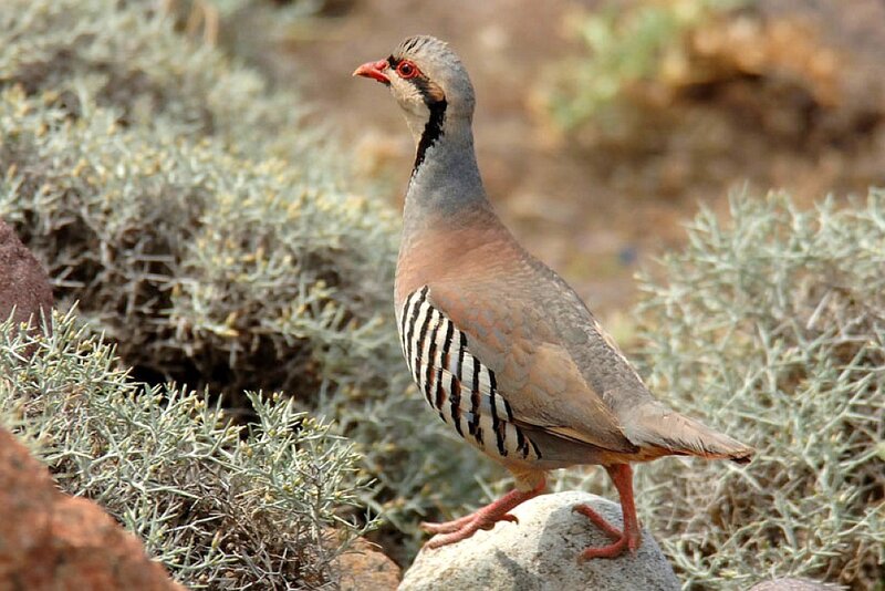 Partridge on a rock
